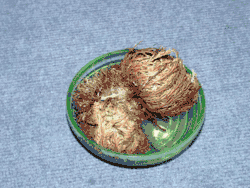 Unechte Rose von Jericho öffnet sich