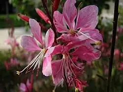 2007 Prachtkerze „Elfenbusserl“