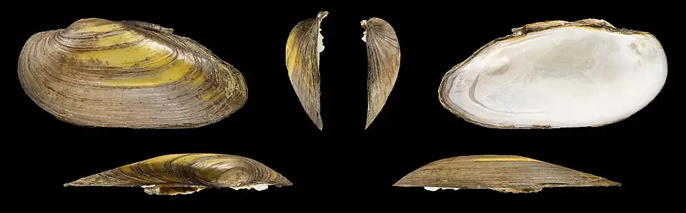 Unio pictorum deshayesii Linke Klappe