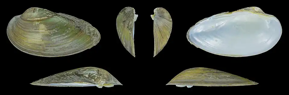 Unio pictorum latirostris Linke Klappe