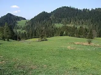 Gipfelbereich im Sommer