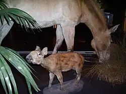 Urpferd neben zeitgenössischem Pferd