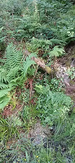 Urselbach Quellgebiet Quelle 1