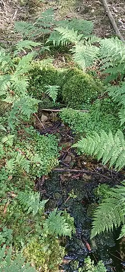 Urselbach Quellgebiet Quelle 2