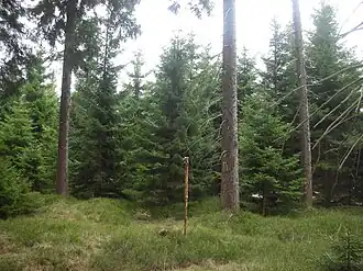 bewaldeter Gipfel des Ursprungberges