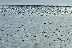 Accumulation of birds on Ismaninger Speichersee