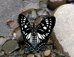 Flügeloberseite Weibchen