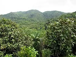 Naturreservat Vallée de Mai