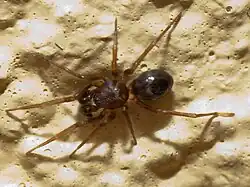 … und männlicher Ameisenvagabund (Phrurolithus sp.)