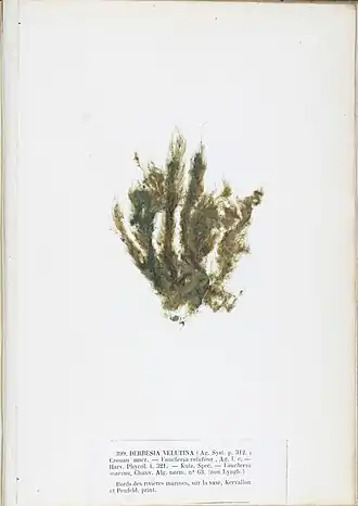 2021 Vaucheria velutina