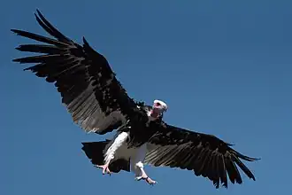 Wollkopfgeier (Trigonoceps occipitalis)