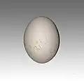 Ei des Sperbergeiers aus der Sammlung im Naturhistorischen Museum Toulouse