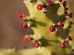 Blütenstand und Einzelblüten