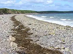 Im Vordergrund Seegras auf einem Kiesstrand, im Hintergrund ein Kliff, rechts das Meer.