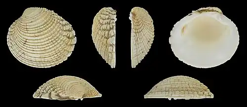 Venus verrucosa simulans Linke Klappe