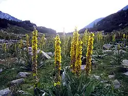 Bestand der Großblütigen Königskerze im Nationalpark Pirin in Bulgarien