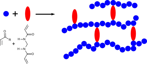 Vernetzung von Polymerketten mit N,N′-Methylenbisacrylamid