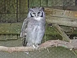 Blassuhu (Ketupa lactea)