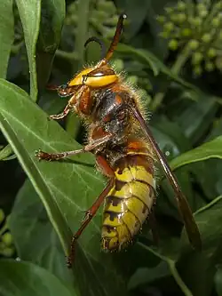 V. c. var. vexator (England)