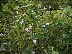 versch. Vigna-Wurzeln (nicht im Bild) (Vigna vexillata, Vigna lanceolata, Vigna marina, Vigna lobatifolia u.&nbsp;a.)