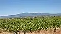Weinreben bei Mazan