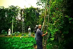 Traubenernte im Anbaugebiet Vinho verde