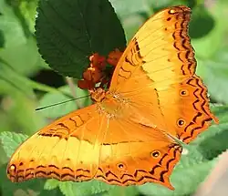 Männchen der Trockenzeit