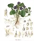 C. F. Schmidt 1859: Viola odorata[54]