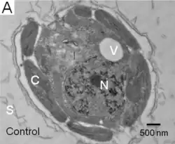 Dünnschnitt von P. parvum 946/6 Zellen. C: Chloroplast; V: kontraktile Vakuole; N: Zellkern; S: Schuppen
