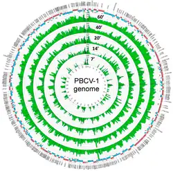 Genomkarte von PBCV-1.[2][Anm. 1]