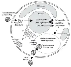 Vorgeschlagener Replikationszyklus von PBCV-1.[2][Anm. 1]