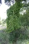 Vitis berlandieri auf einem Baum in Texas