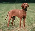 Vizsla, Kurzhaar (FCI 57)
