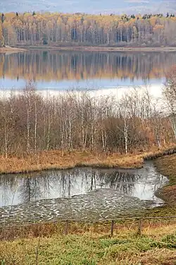 Nahe des Ufers eines Sees befindet sich eine mit kleinen Birken bewachsene Fläche.