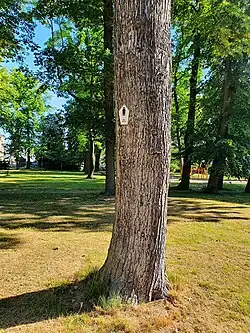 Vogelklauen-Ahorn (Nord)