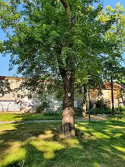 Vogelklauen-Ahorn (Süd)