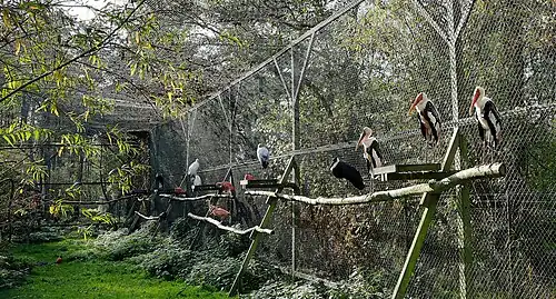 Freiflug-Voliere mit Wollhals- und Klaffschnabel-Störchen, Oktober 2022