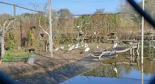 Freiflug-Voliere, Oktober 2022