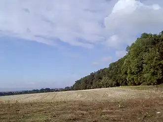Der Südrand des Volkenroder Waldes mit altem Waldbestand