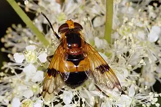 V. inflata ♀