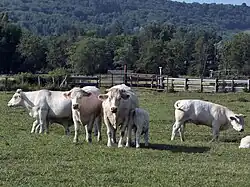 Herde von Charolais-Rindern auf der Weide