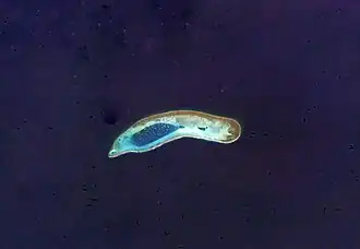 ISS-Foto des Atolls