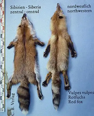 Sibirischer Rotfuchs links zentral, rechts nordwestlich