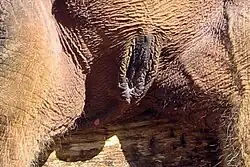 Vulva einer asiatischen Elefantenkuh (Elephas maximus)