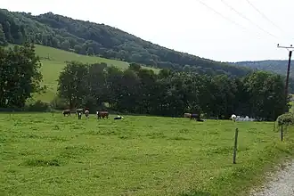 Blick über die Weiden von Gerstengrund in Richtung Arnsberg.