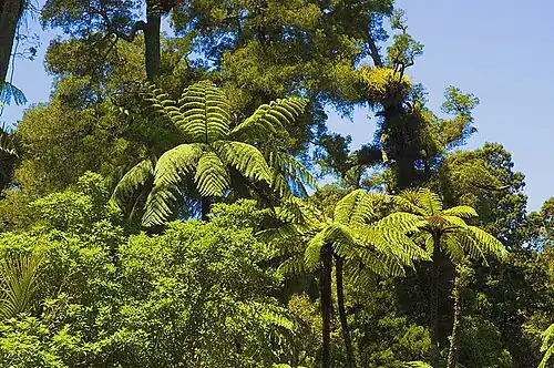 Subtropischer Regenwald: die Waitākere Ranges