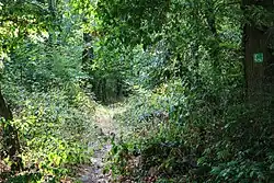 Waldweg auf der Hiwweltour