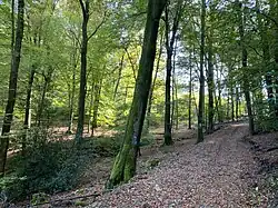 Waldhang nördl. Ahlendung gegenüber Dahl