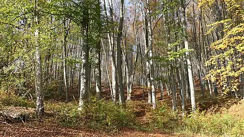 Waldbereich am Fuß der Hohen Bahn