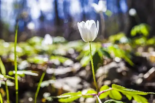Waldblume im Forst Dianenslust